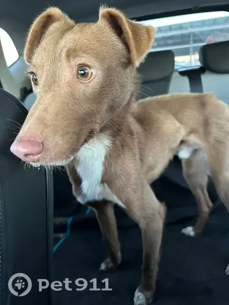 Petit chien marron trouvé à Pexiora - photo