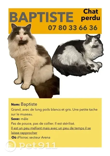 Chat Baptiste perdu à Floirac : poils longs - photo
