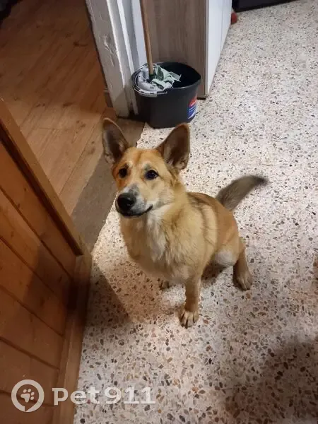 Chienne Ava perdue à Salerm, aide SVP - photo