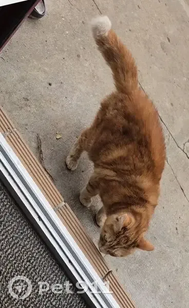 Chatte rousse trouvée à Malzéville - photo