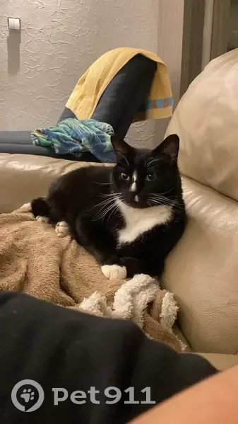 Toto, chat noir et blanc perdu à Wittersheim - photo