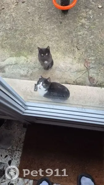 Chat trouvé à adopter, Route de Lavergne - photo