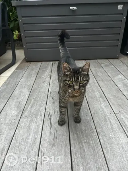 Chat disparu : femelle grise nommée Gustave - photo