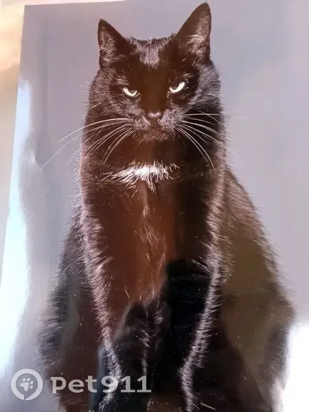 Chatte noire perdue à Villesèque-des-Corbières - photo