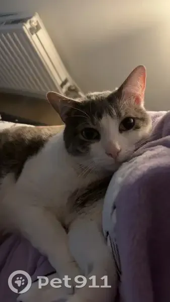 Chat européen mâle blanc/gris perdu à Harnes - photo
