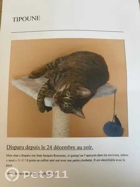 Chat mâle tigre fauve disparu à Roquemaure - photo