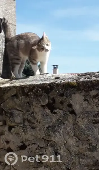 Chat tigré perdu à Saint-Genès-du-Retz - photo