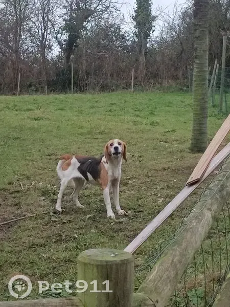 Chien trouvé Rue de la Lande, Varouville - photo
