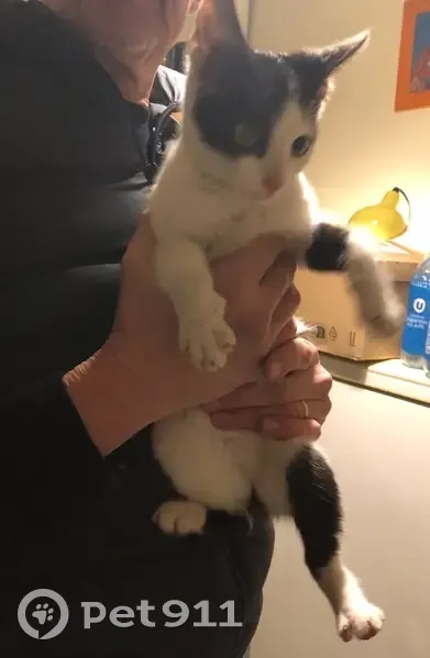 Chatte trouvée à Charbonnières-les-Bains - photo