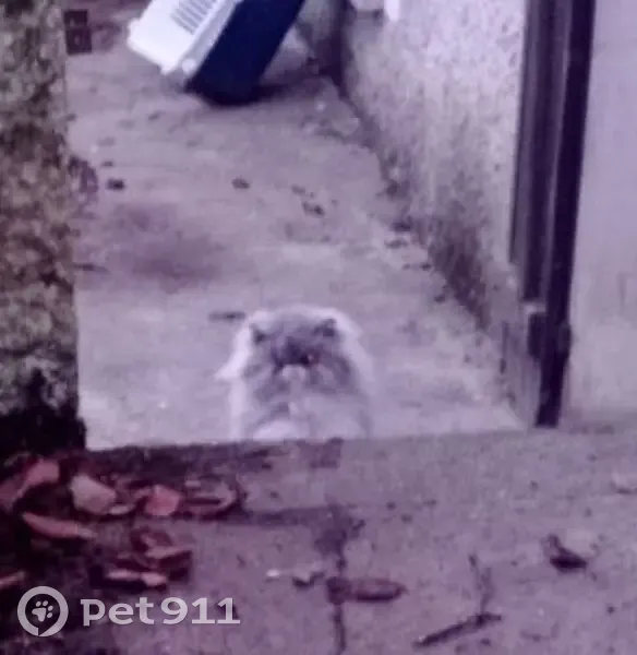 Chat persan gris clair trouvé à Limours - photo