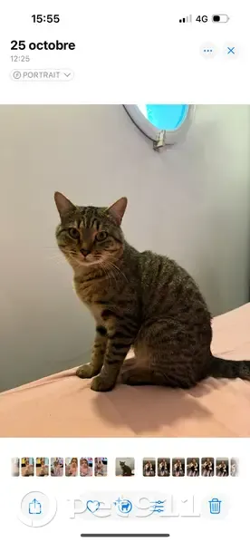 Chat perdu, affectueux, Route de Fréjus - photo
