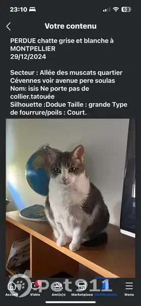 Chat perdu: Isis, Avenue Père Soulas, Montpellier - photo