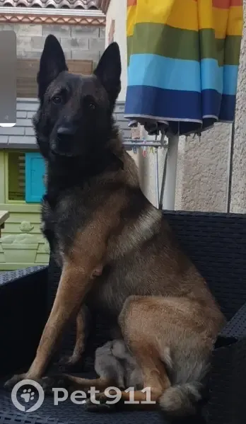 Chien perdu : Malinois mâle, 6 ans, Phalco - photo
