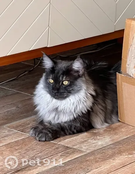Chat perdu à Mérignac : Aidez-nous ! - photo