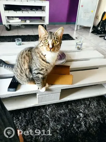 Chat tigré disparu à Fesches-le-Châtel - photo