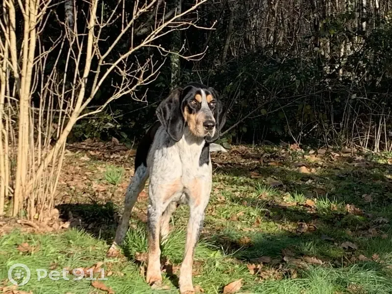 Chien peureux trouvé à Orgedeuil - photo