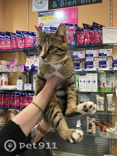 Chat tigré trouvé à Caluire-et-Cuire - photo