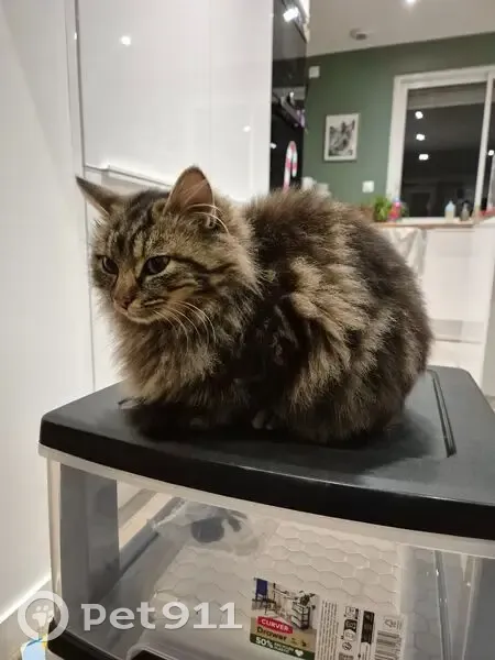 Chat tigré trouvé à Campbon, sociable - photo