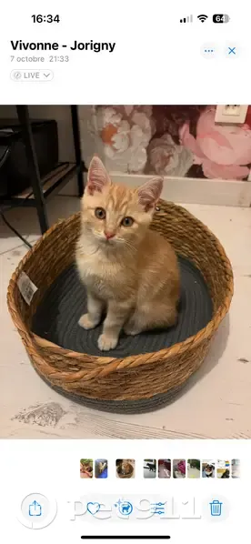 Chaton roux clair perdu à Vivonne - photo