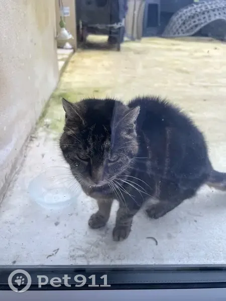 Chat trouvé sans collier à Baccon - photo