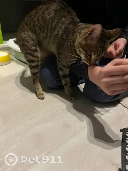 Chat tigré trouvé à Aubergenville - photo