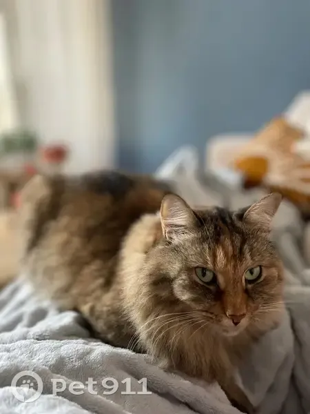 Chat tigré disparu à Bordeaux, aide requise - photo