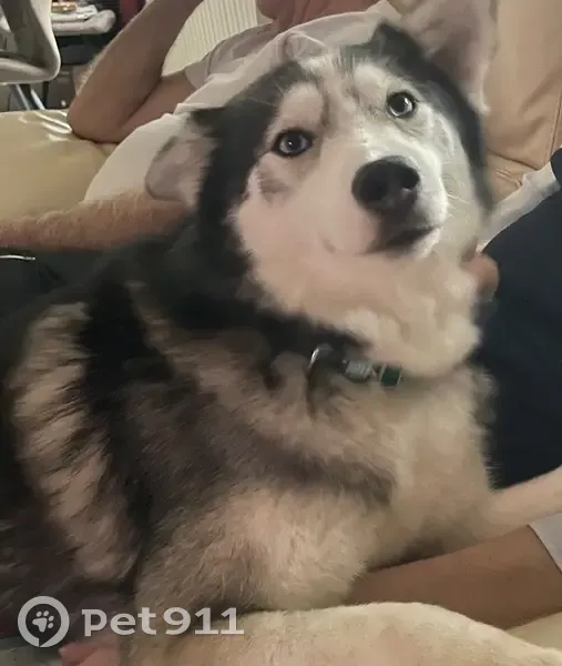 Chienne Pomsky 3 ans perdue à Réhon - photo