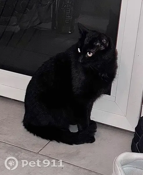 Chat noir trouvé, jeune et câlin, Messein - photo