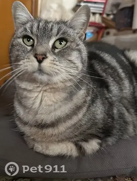 Chatte grise tatouée trouvée à Toulouse - photo