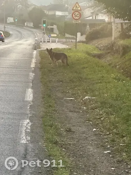 Chien marron errant rue de Fougeras - photo