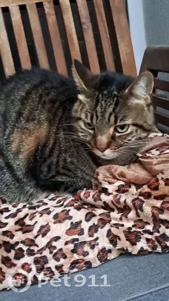 Chat tigré gris trouvé à Décines-Charpieu - photo