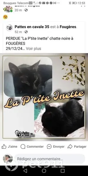 Chat noir disparu, 14 ans, Fougères - photo