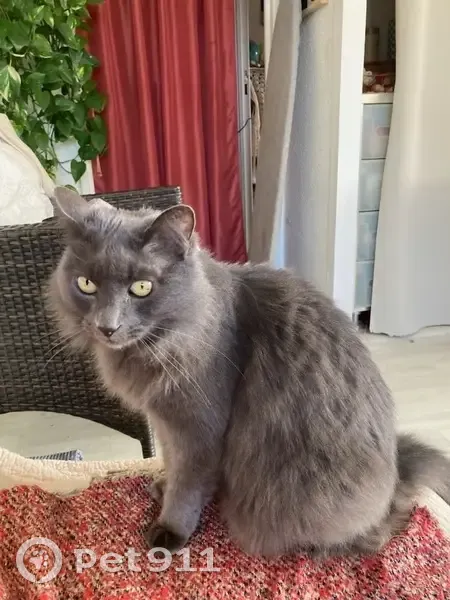 Chat gris foncé perdu à Anglet - photo