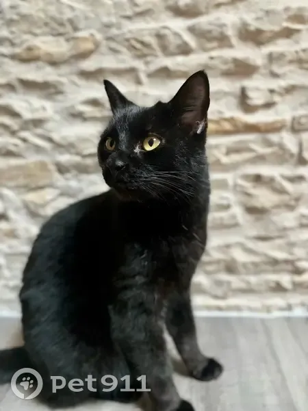 Chat noir 10 ans perdu à Aiffres - photo