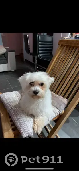 Betsy, bichon maltais perdu à Cuvat - photo