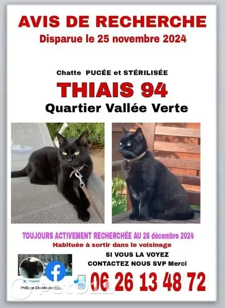 Chatte noire disparue à Thiais - photo