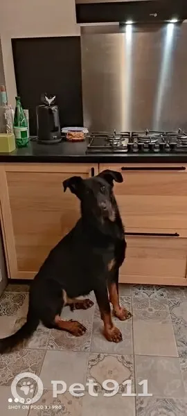 Chien Beauceron noir et feu perdu à Villarodin - photo
