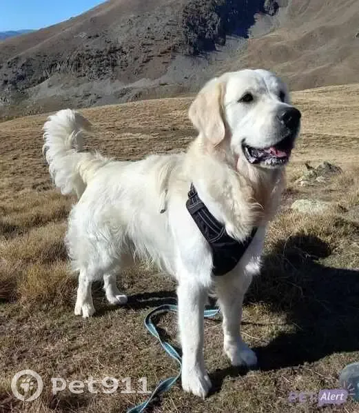 Golden retriever blanc perdu à Gattières - photo