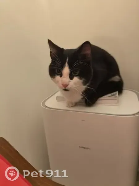 Jeune chat noir et blanc trouvé à Compiègne - photo