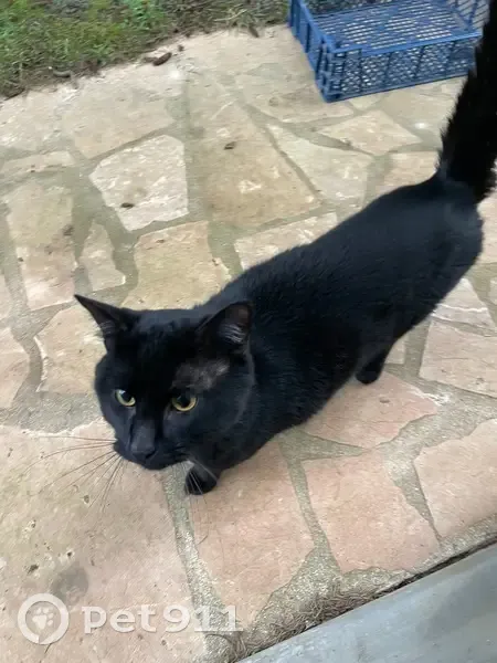 Chat noir et blanc trouvé à Bussy-Saint-Georges - photo