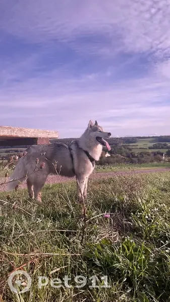 Husky gris 4 ans perdu à Chambrey - photo