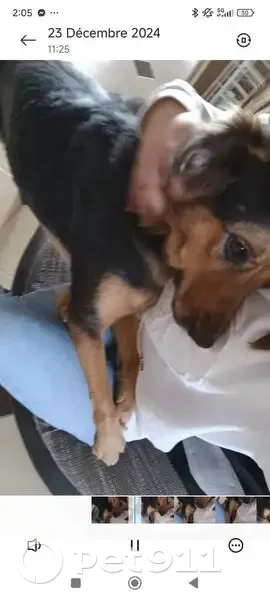 Chienne croisée disparue aux Pennes-Mirabeau - photo