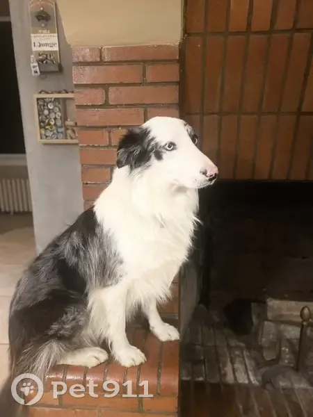 Chien Border Collie perdu à Gelos - photo