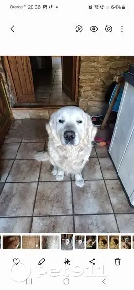 Golden mâle 10 ans disparu à Tanneron - photo