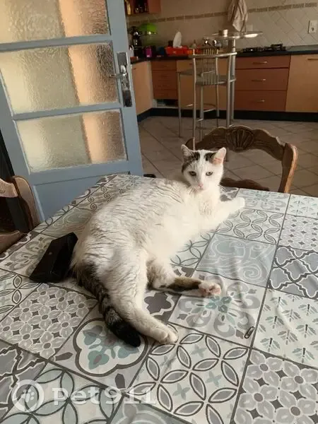 Chat perdu à Chamalières : Youri, vieux et pucé - photo