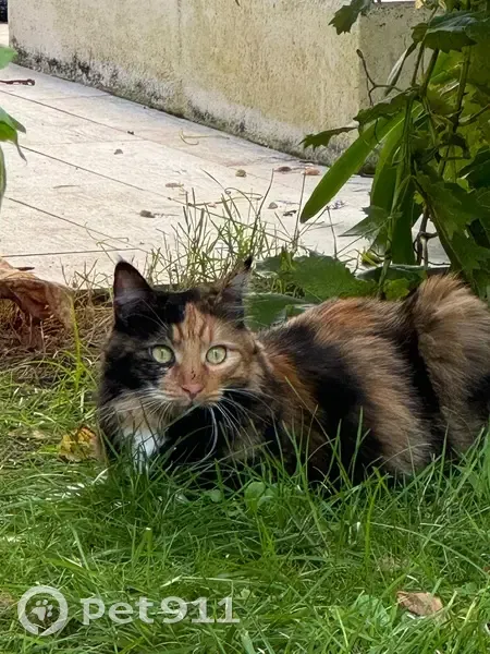 Chatte tricolore perdue à Tosse - photo