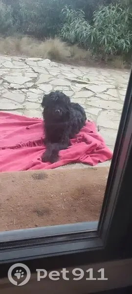 Jeune griffon noir trouvé à Lyon - photo
