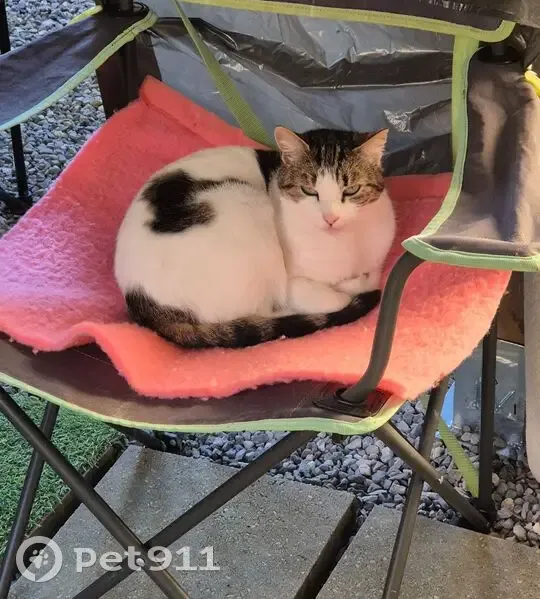 Chat femelle stérilisée cherche foyer - photo