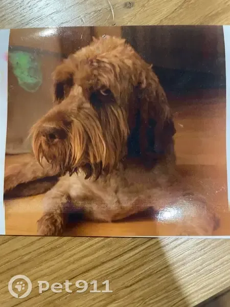 Chien perdu à Montrabé : Jariv, brun blond - photo