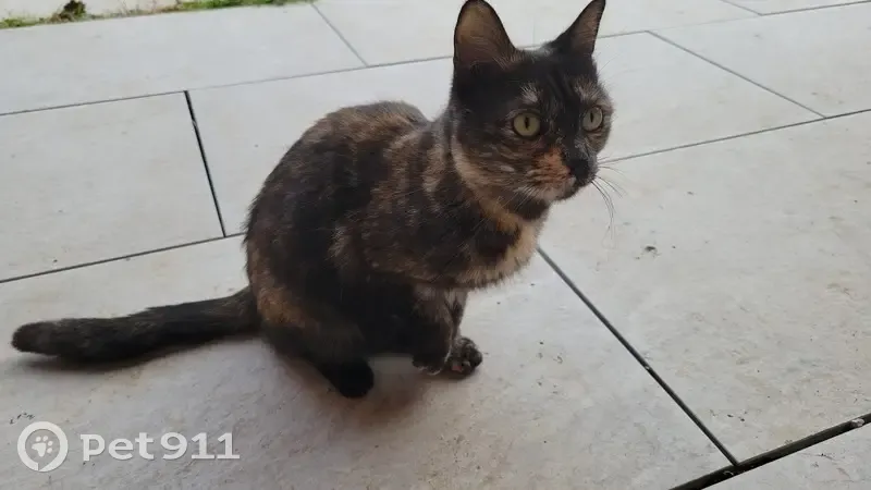 Minette écaille trouvée à Loriol-sur-Drôme - photo